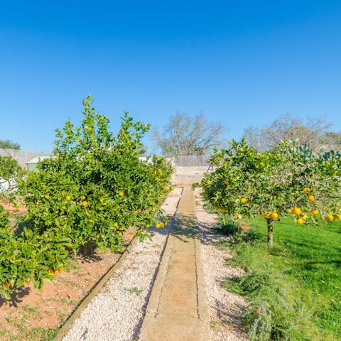 Wander among the fruit trees in the peaceful garden