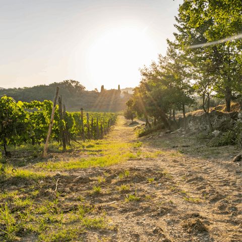 Discover the sweeping landscapes of Chianti