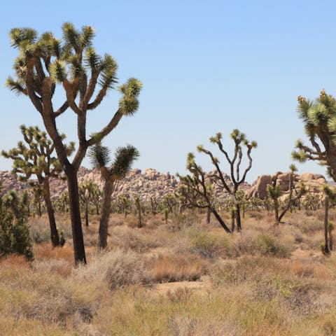 Explore the glorious Joshua Tree National Park