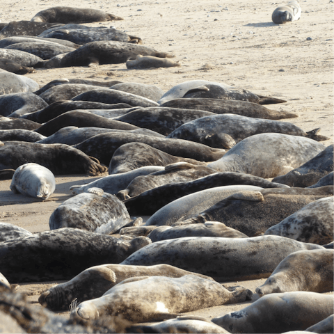 Visit the grey seal colony at Blakeney Point – it's a thirty-two-minute drive