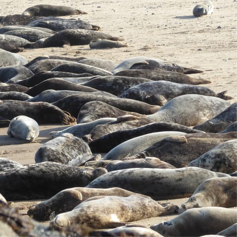 Visit the grey seal colony at Blakeney Point – it's a thirty-two-minute drive