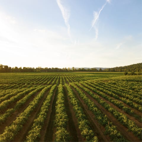 Sample the Chianti grapes on a local tour arranged by your host