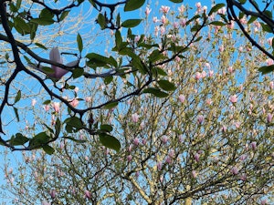 Steel Magnolias image 3