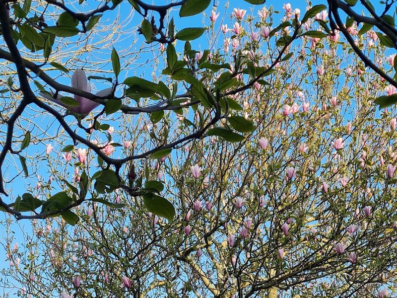 Steel Magnolias additional image