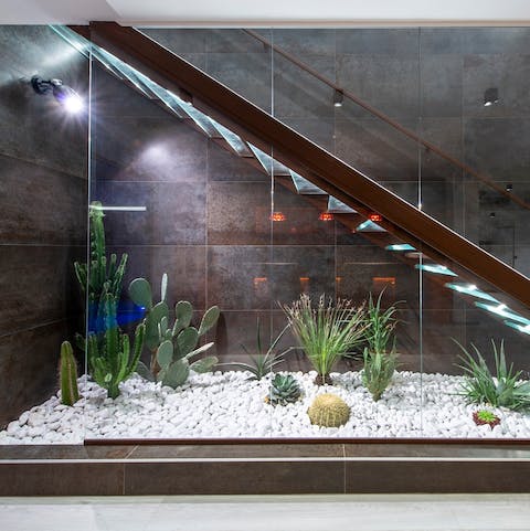 Admire the indoor cactus garden