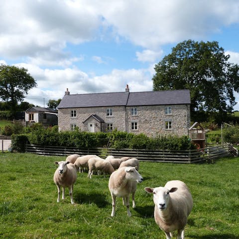 Get to know the farm animals roaming the surrounding fields