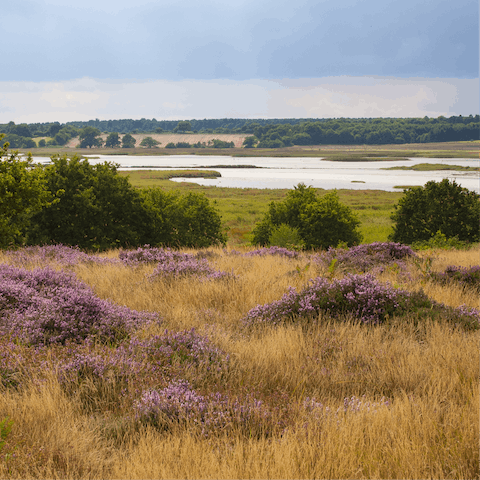 Take a forty-five-minute drive to the lush heathers in the Suffolk Heaths