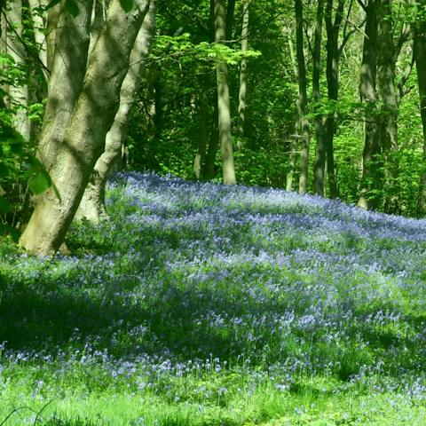 Admire the carpet of bluebells each spring