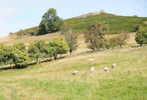 The Shropshire Cottage image 6