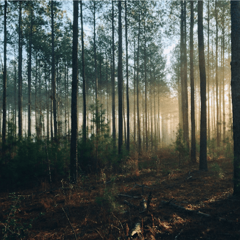 Set off on the hiking trails through the Forest of Dean