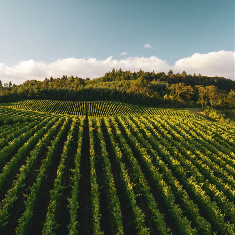 Make the most of your location in Wine Country and visit some vineyards