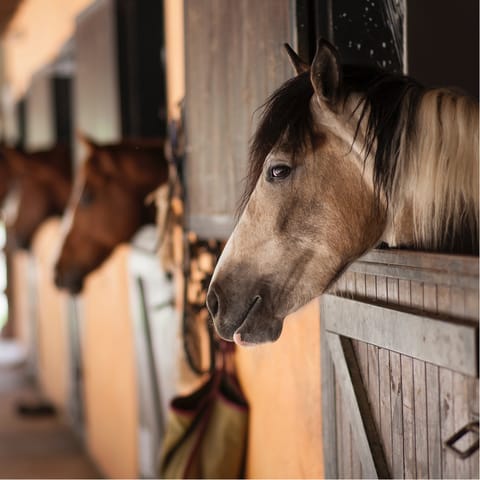 Bring your four-legged friends along – there's room for up to six horses in the stables