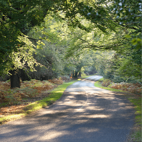 Explore the picturesque scenery of the New Forest, a ten-minute drive from the house
