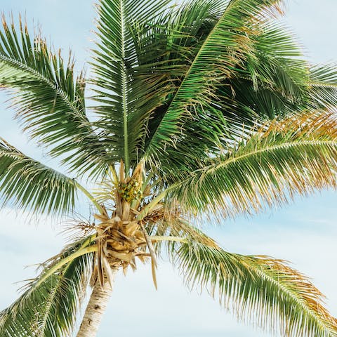 Marvel at Coconut Grove's rich foliage