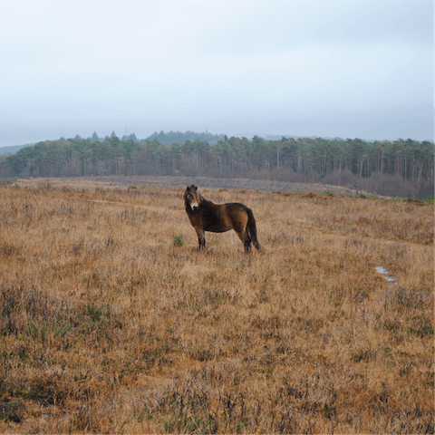 Take a drive across the moors to catch a sight of the Exmoor ponies