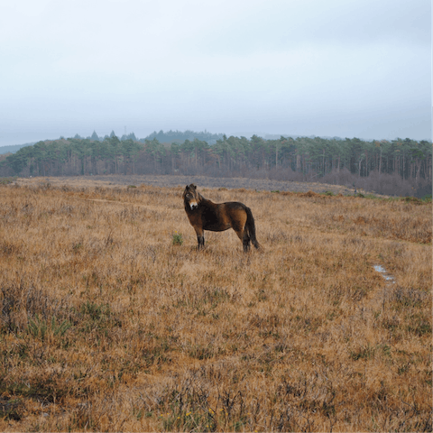 Take a drive across the moors to catch a sight of the Exmoor ponies 