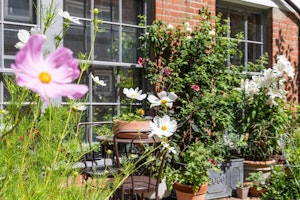 The Marylebone Rose image 7