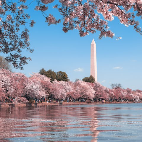 Explore Washington D.C and its beautiful nature – cycle down the canal path, kayak across the river, or enjoy lunch on the harbour