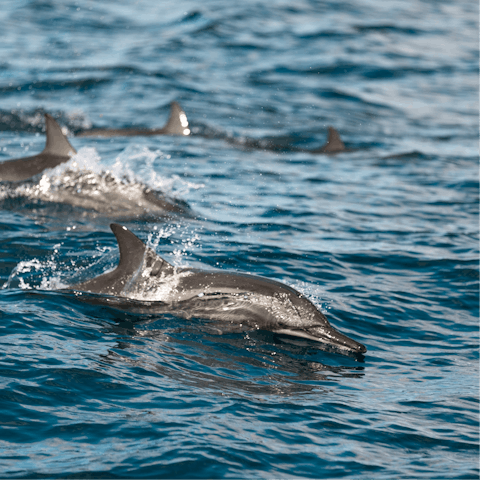 Book a boat trip to spot pods of dolphins just off the coast (half an hour drive away)