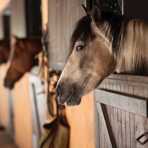 Enjoy lovely scenery during horseback riding