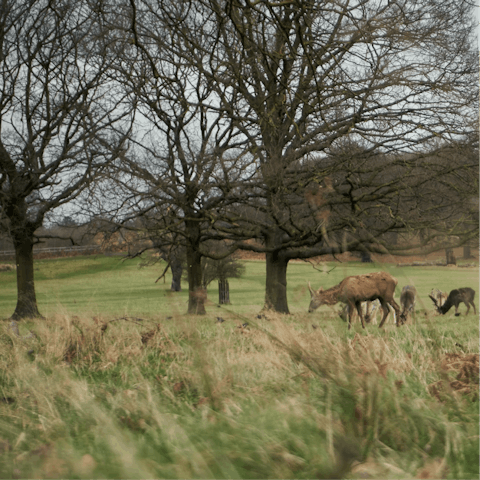 Look out for deer at peaceful Richmond Park, just seven miles away