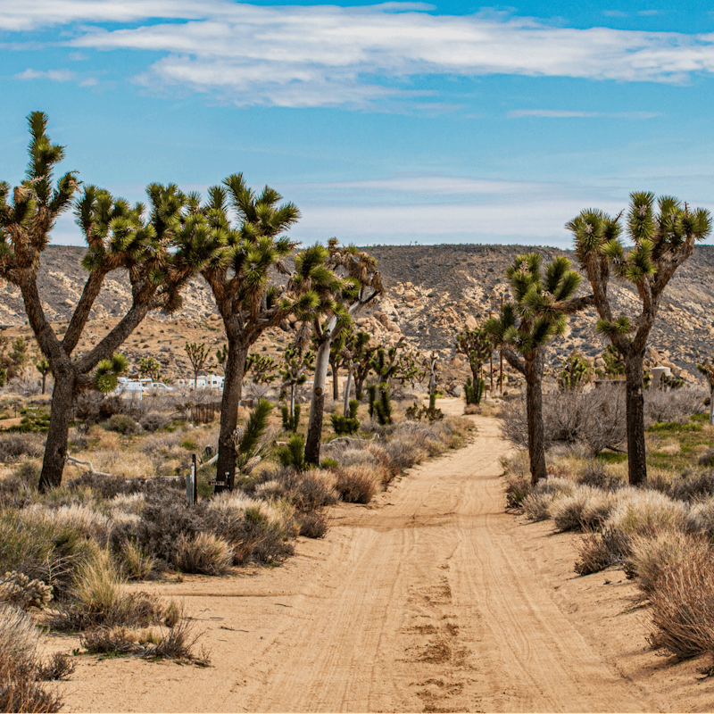 Explore mystical Joshua Tree National Park, just a ten-minute drive away