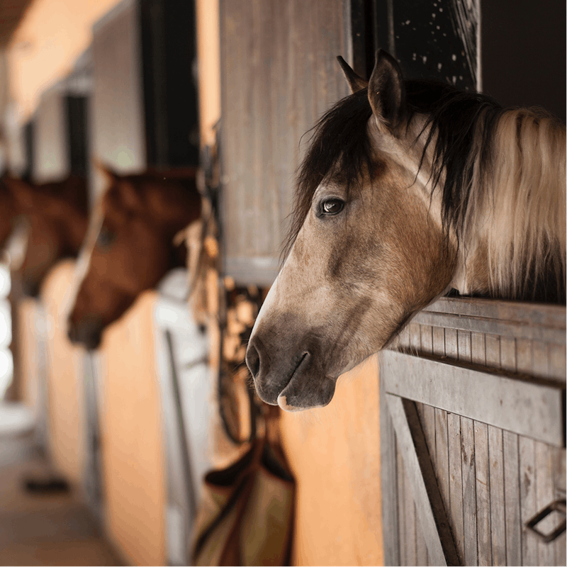 Go horseback riding on the nearby trails for the full Wild West experience