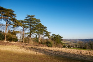 Woodview image 11
