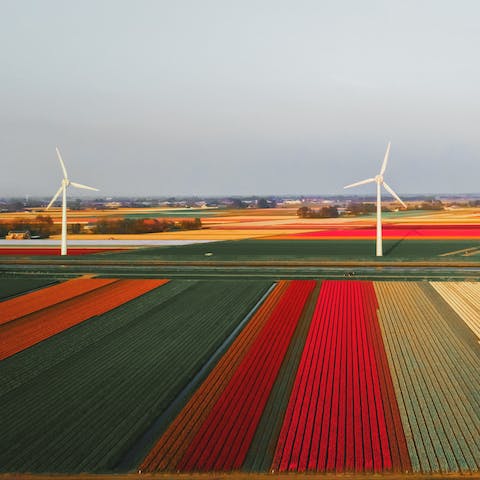 Wander next to the colourful fields of wind turbines