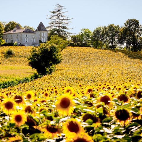 Be blown away by stunning views of sunflower fields, ideal for photo opportunities