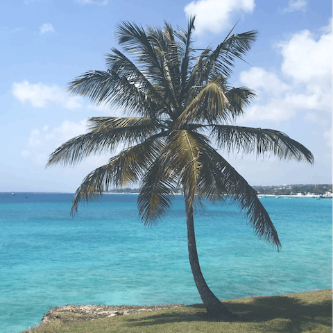 Explore the beautiful island of Barbados