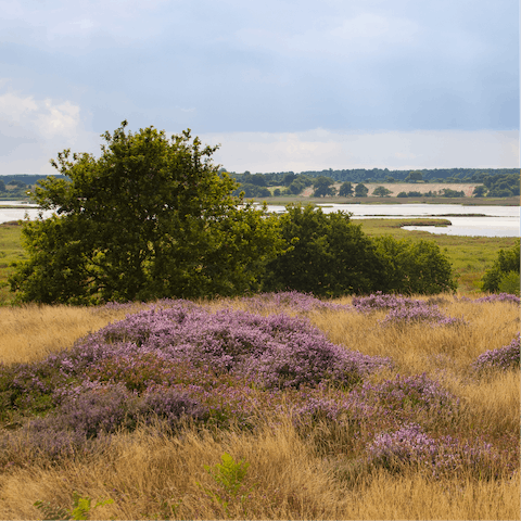 Hike along the varied landscape of Suffolk's coast and heaths