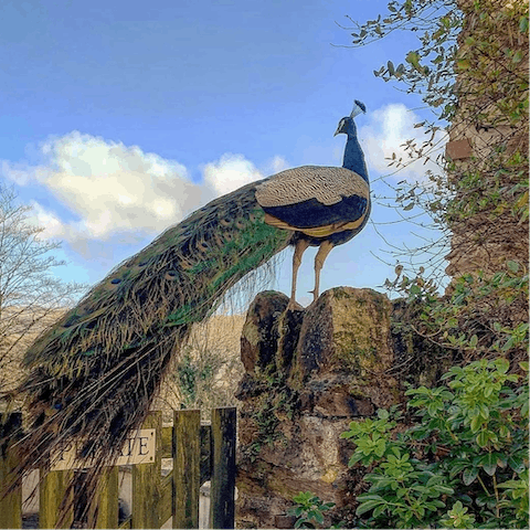 Meet the resident peacocks that parade the grounds