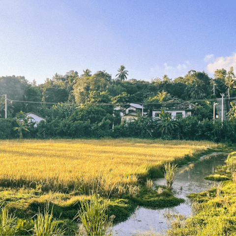 Stay among the peace and beauty of Sri Lanka's rice fields 