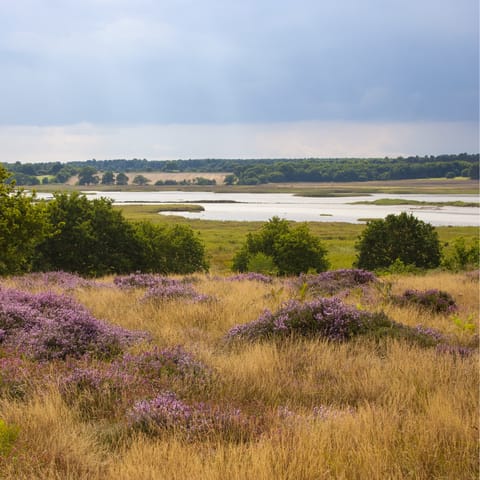 Explore the famous Suffolk heaths and surroundings on foot