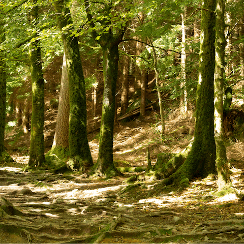 Seek out carpets of bluebells in Shiplake woods, fifteen minutes from your doorstep