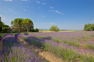 Lavender Vistas image 13