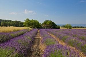 Lavender Vistas image 4