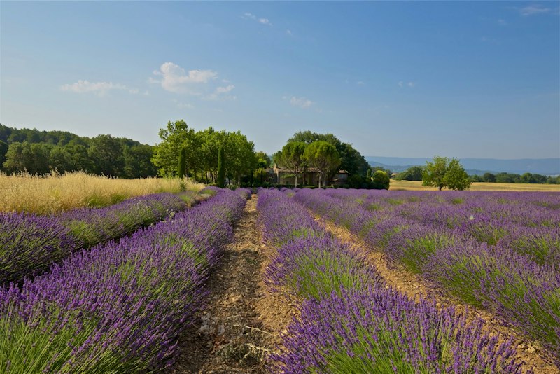 Lavender Vistas additional image