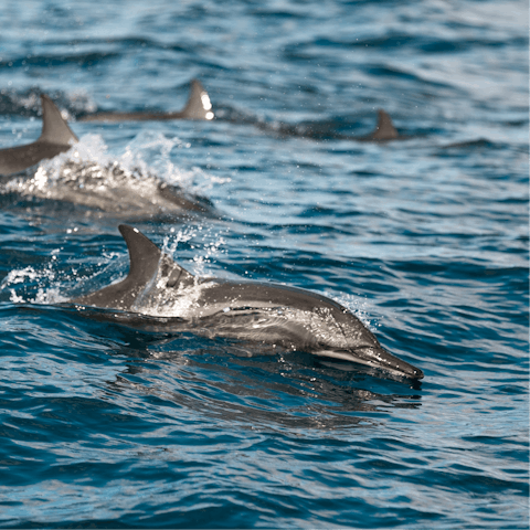 Hop on a boat trip and see if you can spot dolphins.