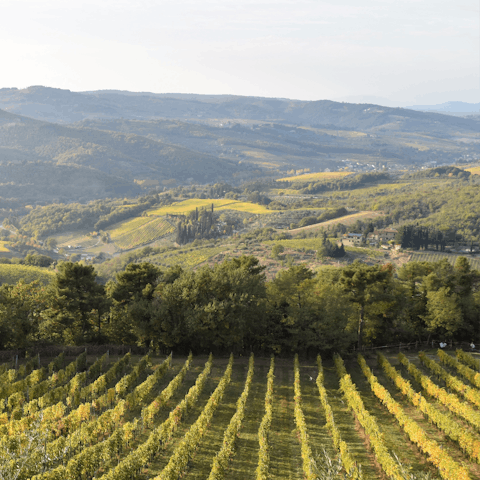 Visit one of Chianti's many picturesque vineyards