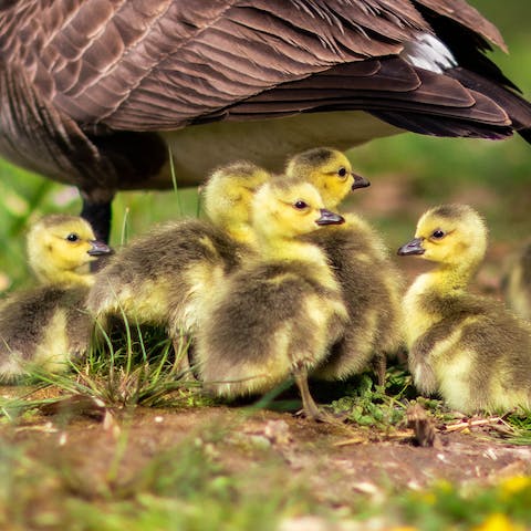 Say hello to adorable animals on the on-site farm