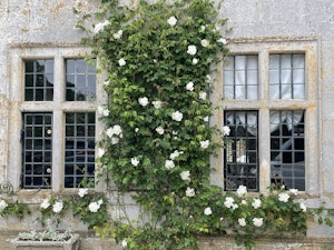 The Rose Walled Garden image 6