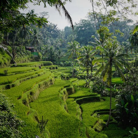 Revel in your home's secluded location amid emerald green rice terraces