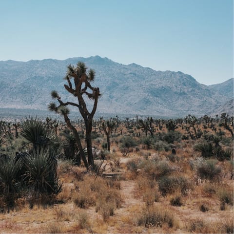 Drive to the heart of Joshua Tree in just fifteen minutes