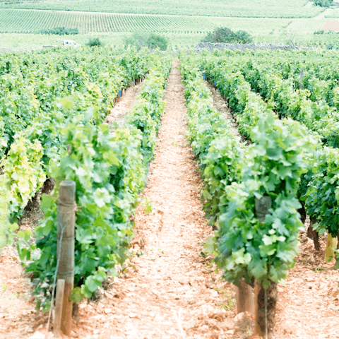 Drive fifteen minutes to the historic town of Beaune – the wine capital of Burgundy