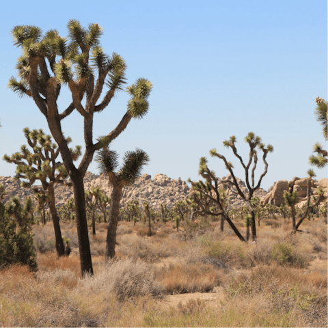 Discover the wilds of Joshua Tree National Park
