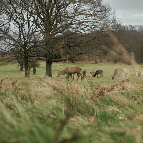 Take a stroll over to the nearby Richmond Park