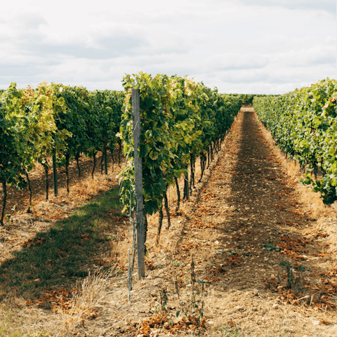 Try wine tasting in the Tuscan countryside, just a short drive away