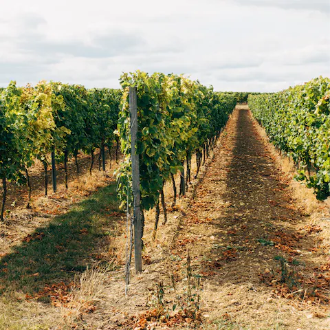 Try wine tasting in the Tuscan countryside, just a short drive away